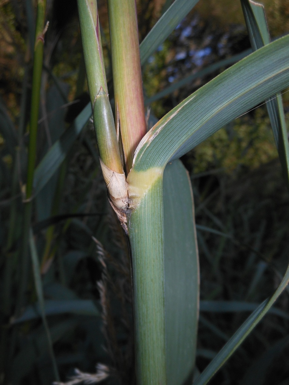 Arundo donaciformis (Loisel.) Hardion, Verlaque & B. Vila